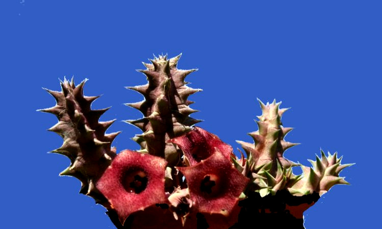 Huernia macrocarpa P.jpg